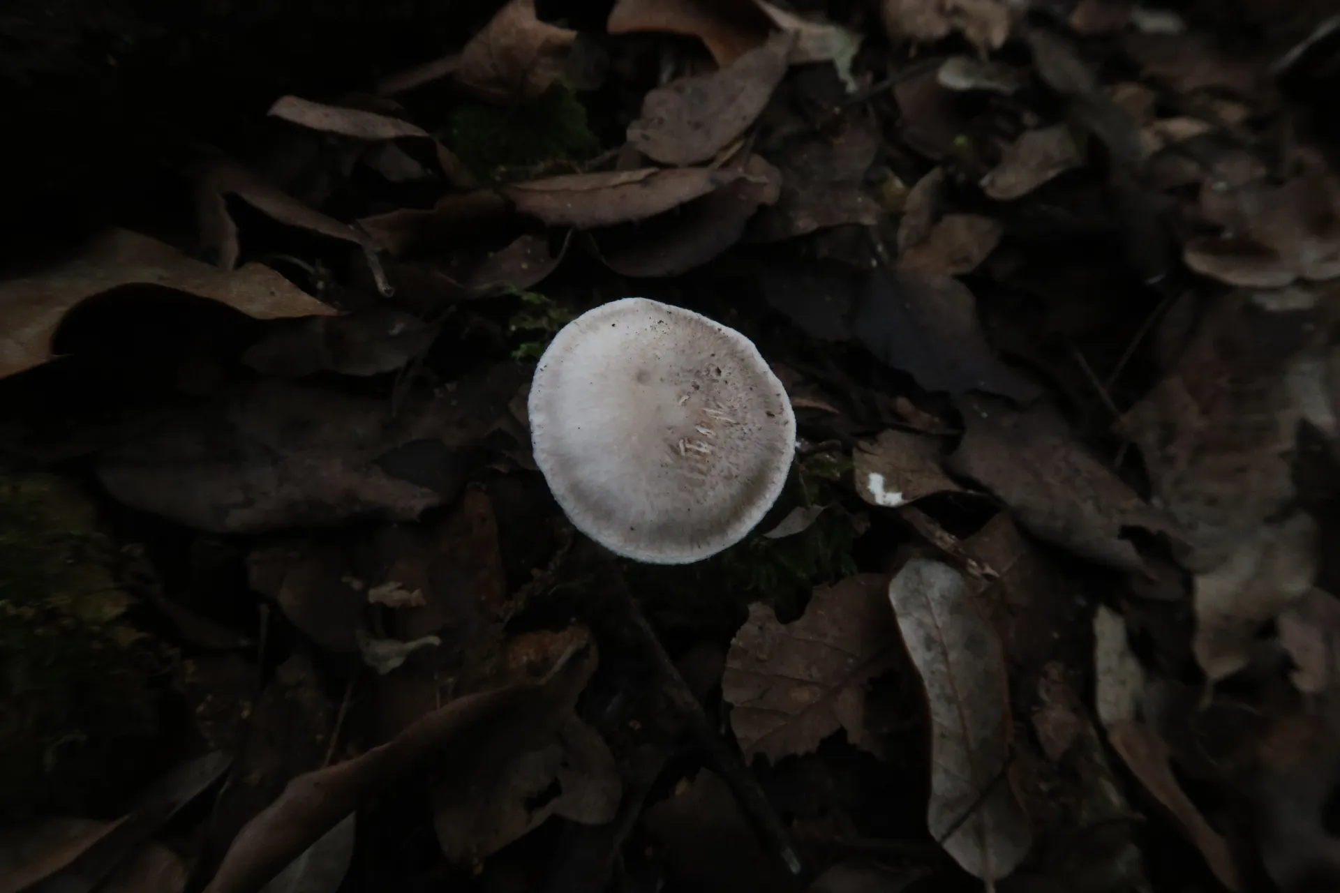 Tricholoma scalpturatum - 1 - IMG_8477